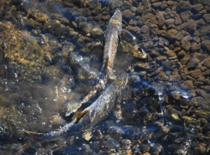 鮭　濁り川